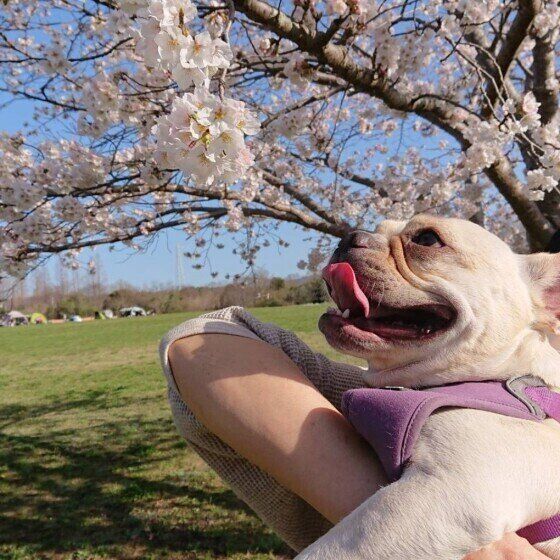 フレンチ・ブルドッグのどん十郎くん