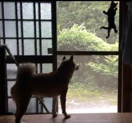 いつも見守る柴犬ももちゃん