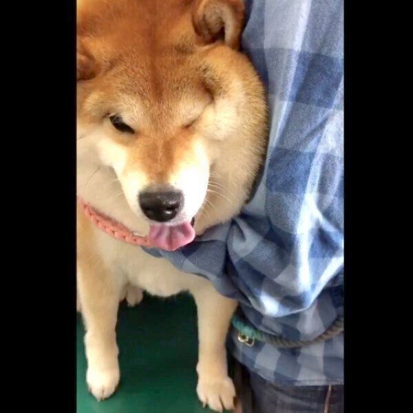 病院が苦手なハナちゃん