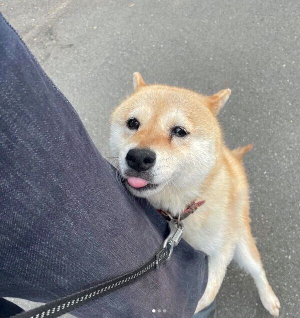 飼い主さんの足にしがみつく小麦さん