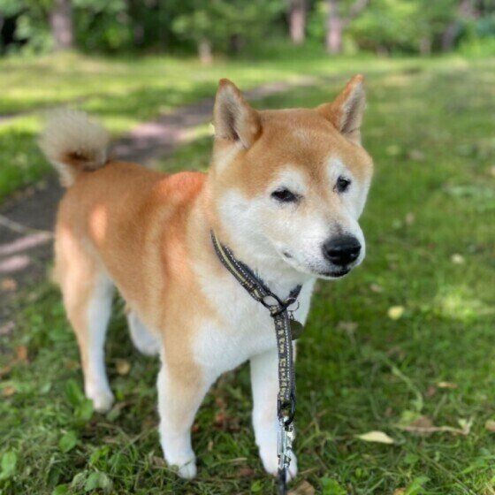 犬の注意すべき呼吸の仕方を獣医師に聞いてみた いぬのきもち