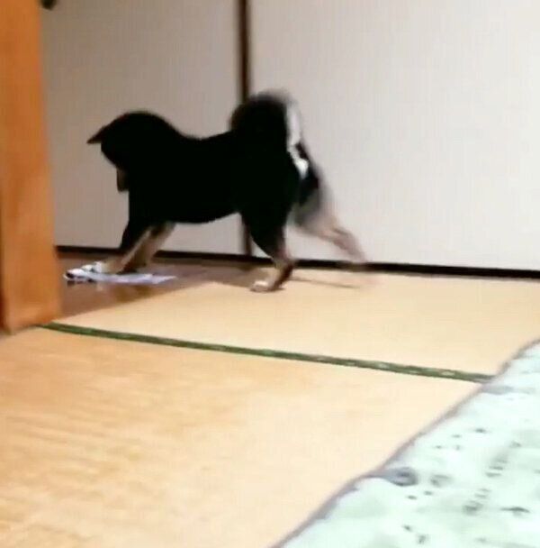 「雑巾がけ」をしている風のくま吉くん