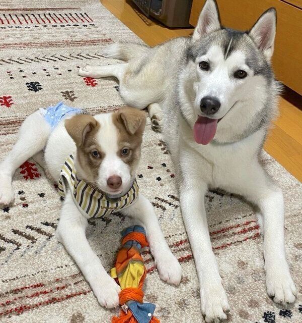 伏せをするバロンくん、シエルちゃん