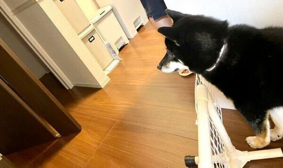 こてまる先輩の声に反応するつぶらちゃん