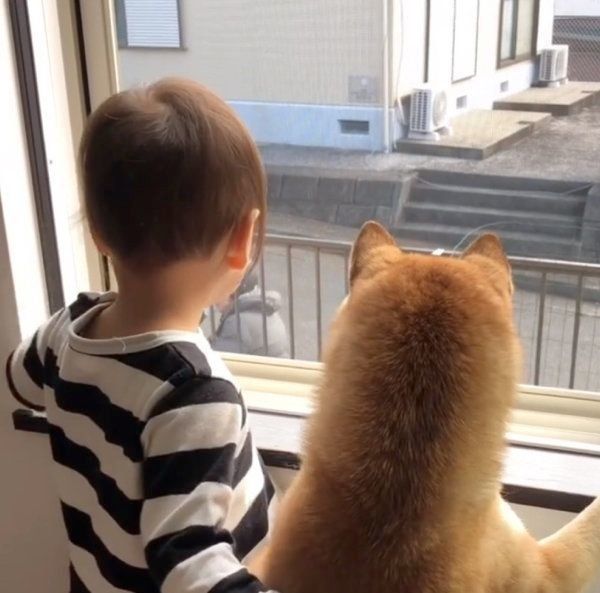 柴犬のももかちゃんと妹ちゃん