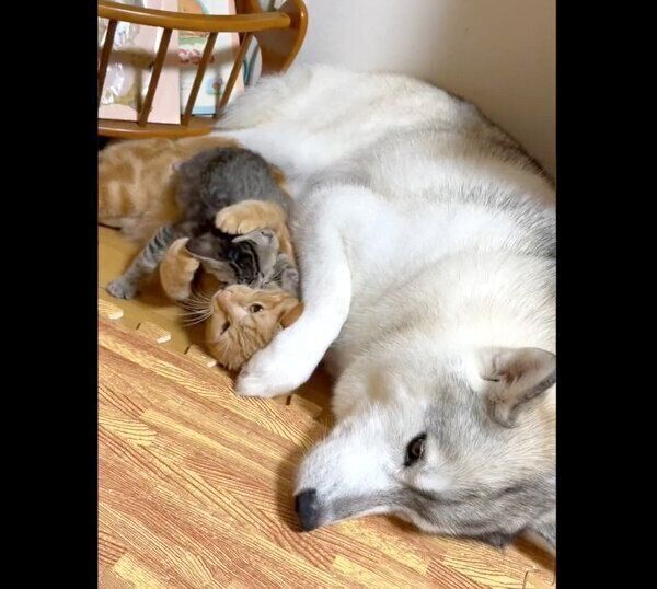 ユキちゃんのそばでくつろぐ子猫たち