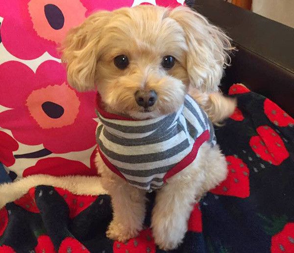 見つめるトイ・プードル