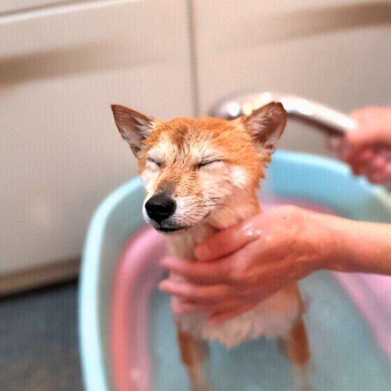 柴の長紅良（ながら）ちゃん