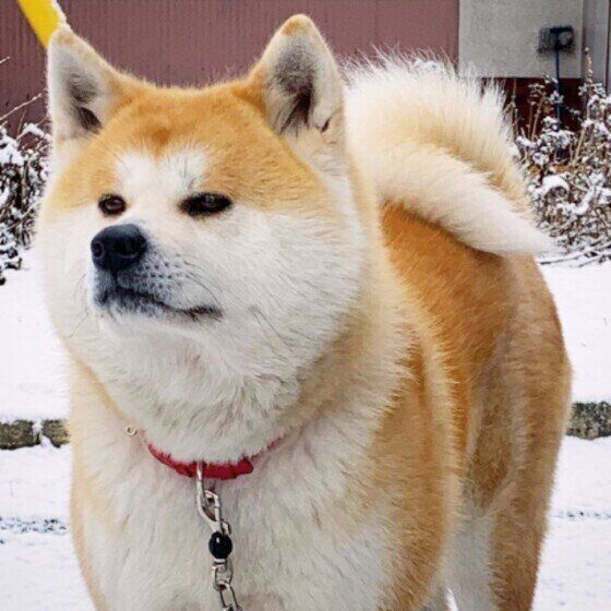 雪の中に立つ秋田のすずずろちゃん