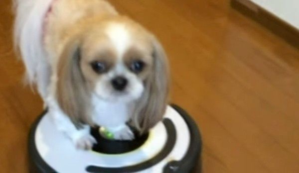 ルンバに乗るシー・ズー