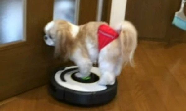 ルンバに乗るシー・ズー