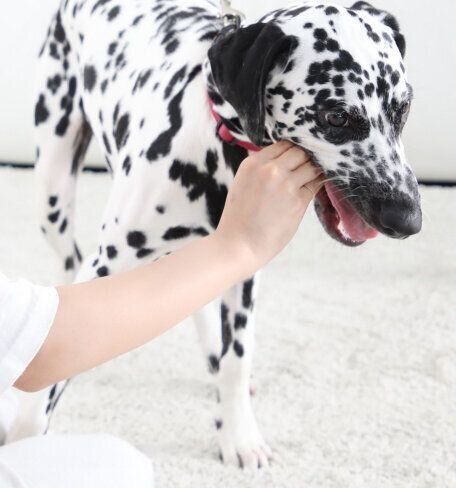 絶対にやってはいけない 犬のあま噛みグセを悪化させる Ng対応 いぬのきもちweb Magazine