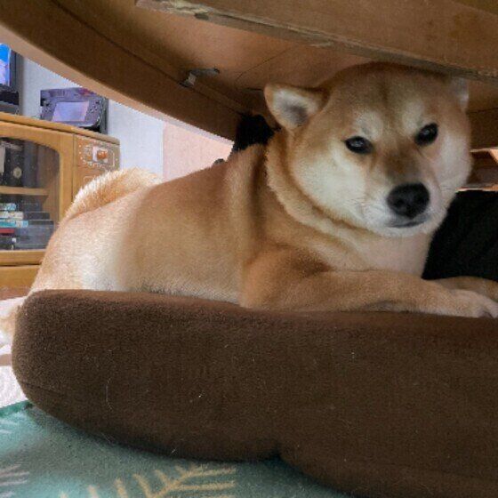 柴のぽんたくん