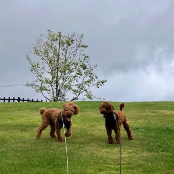 お散歩楽しいな♪