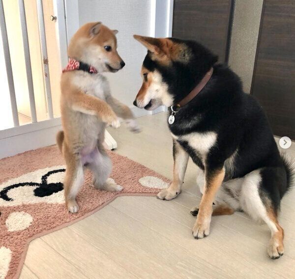 じゃれ合うごまちゃんとつくねちゃん