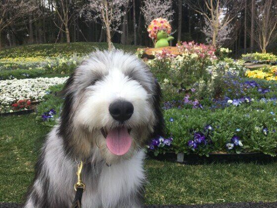 ビアデッド・コリー