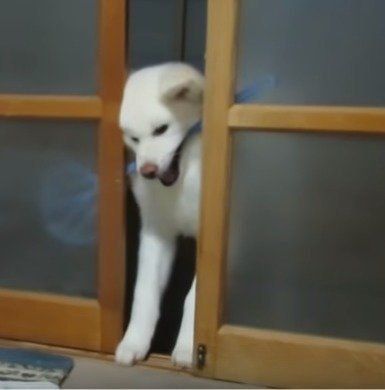 部屋に入れない秋田犬