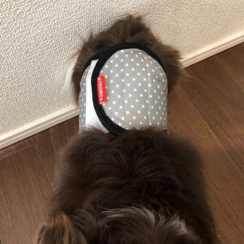 スゴイ毛量のチワワの腰