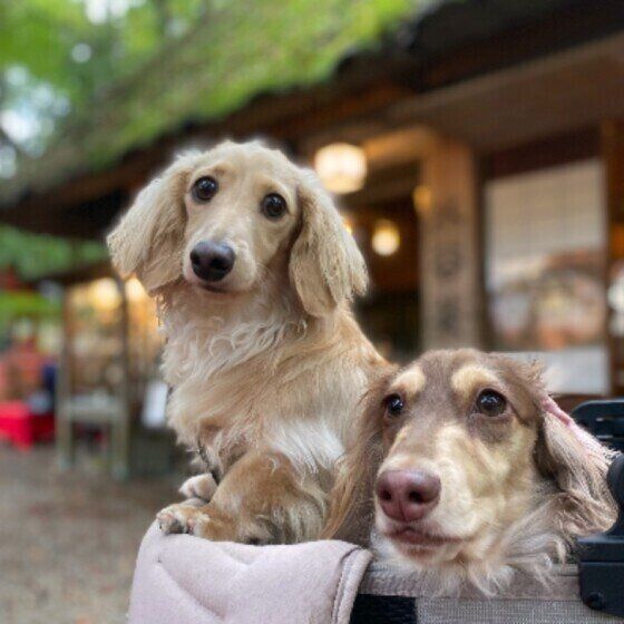 ミニチュア・ダックスフンドのバンちゃんたち