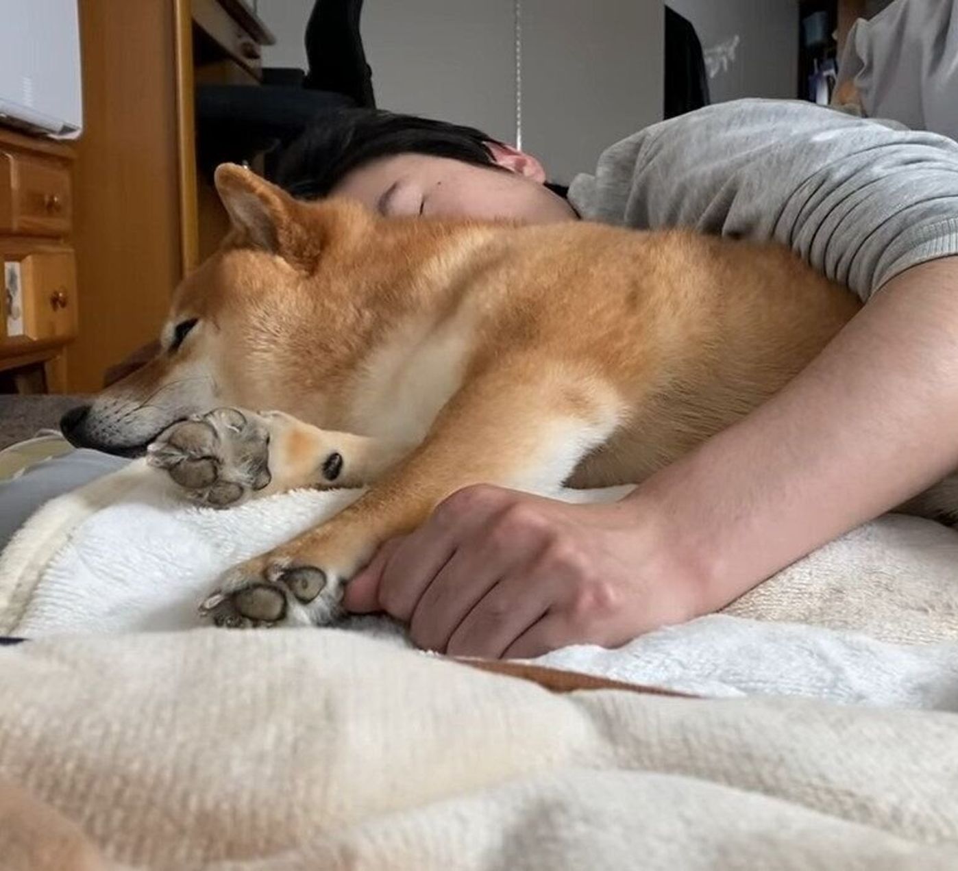 ずっと一緒がいい パパさんから片時も離れない柴犬 いぬのきもちweb Magazine ずっと一緒がいい パパさんから片時も離れない柴犬 いぬのきもちweb Magazine