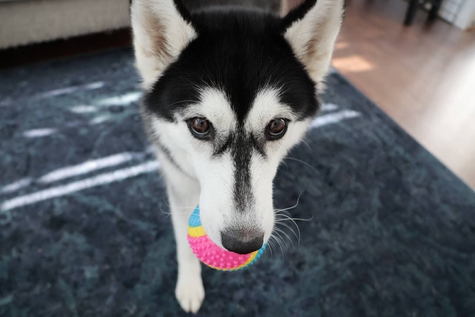 ボールをくわえるサンちゃん