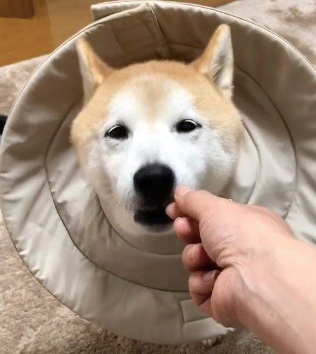 りんごを食べるワンコ