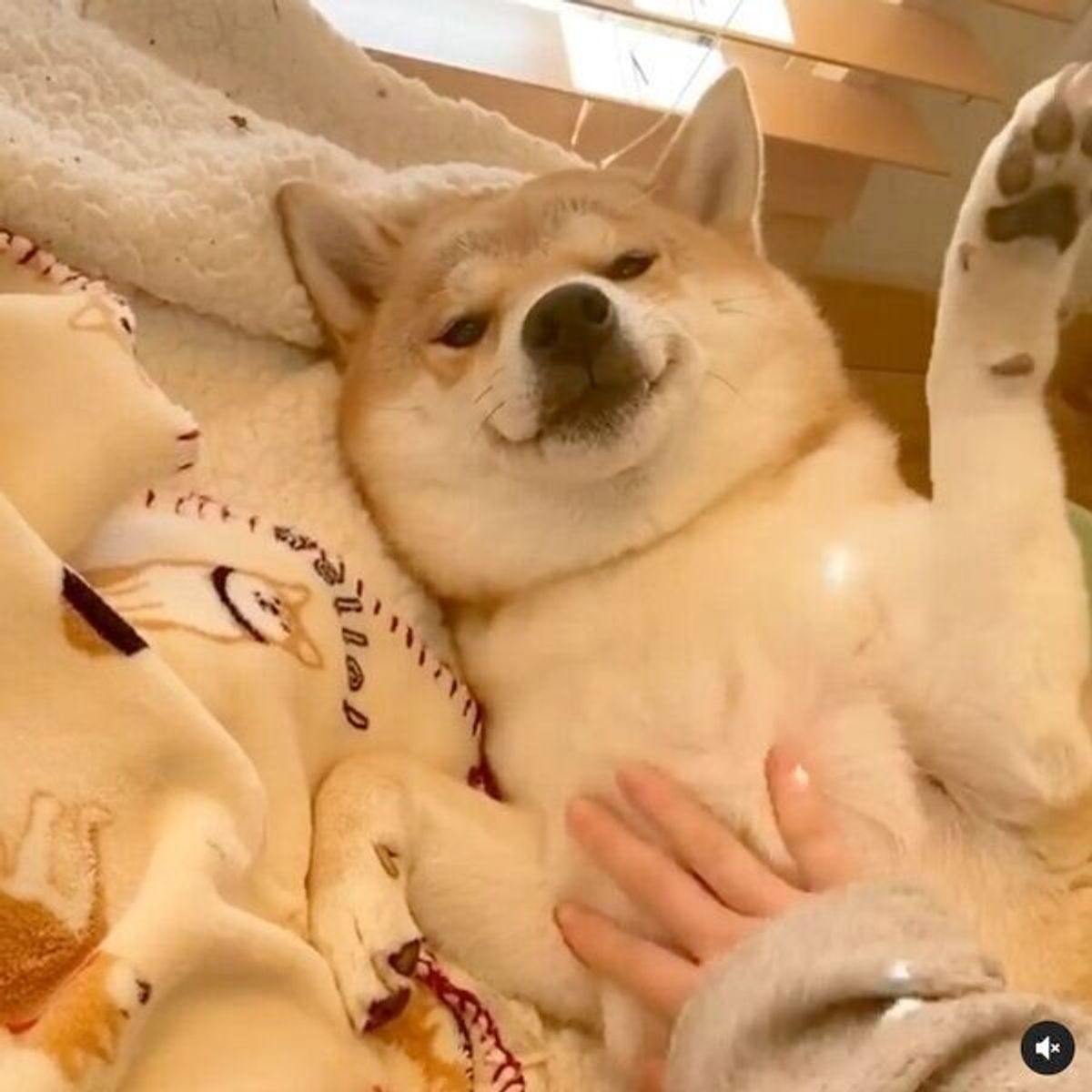 柴犬のおなかを撫でたら 無表情 幸せすぎる顔 の変化に 思わず笑っちゃう いぬのきもちweb Magazine 柴犬のおなかを撫でたら 無表情 幸せすぎる顔 の変化に 思わず笑っちゃう いぬのきもちweb Magazine