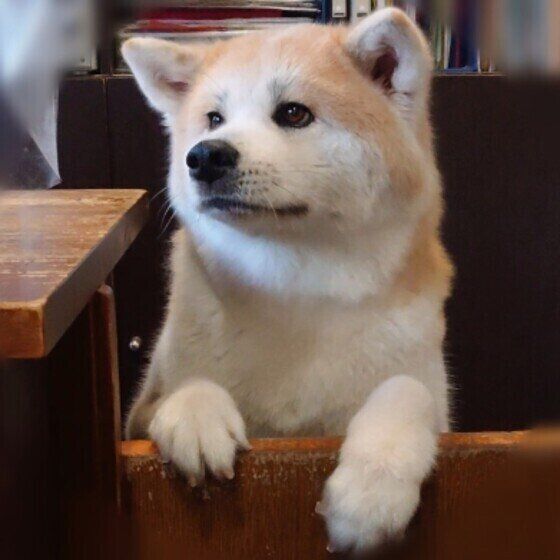 見つめる秋田犬