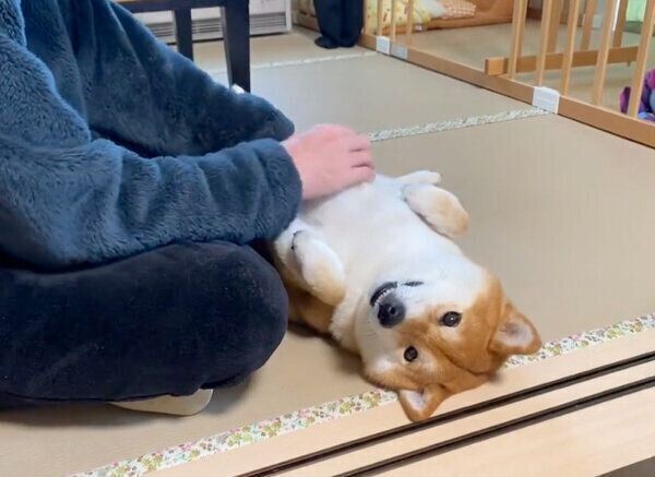 ナデナデしてもらうゆきちゃん