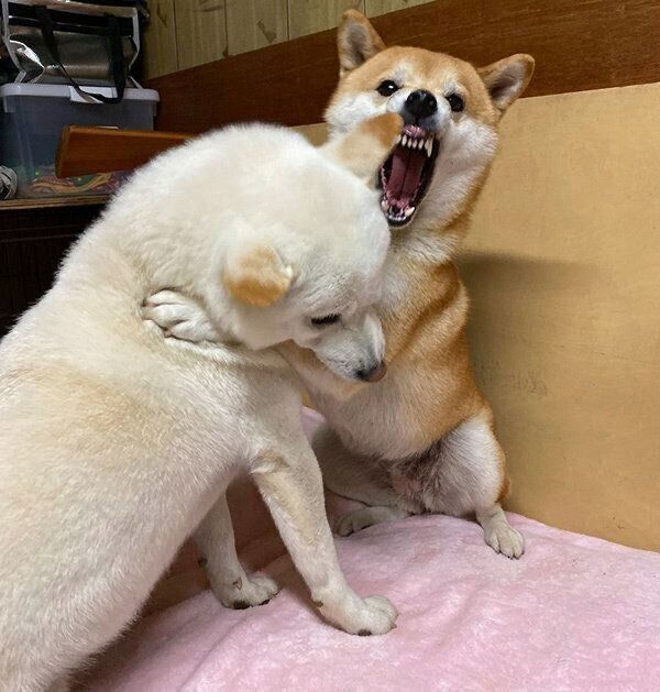 ワンプロするみかんちゃんとQ太郎くん