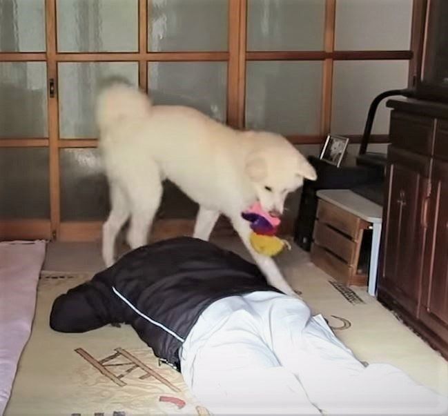 ぬいぐるみをくわえる秋田犬