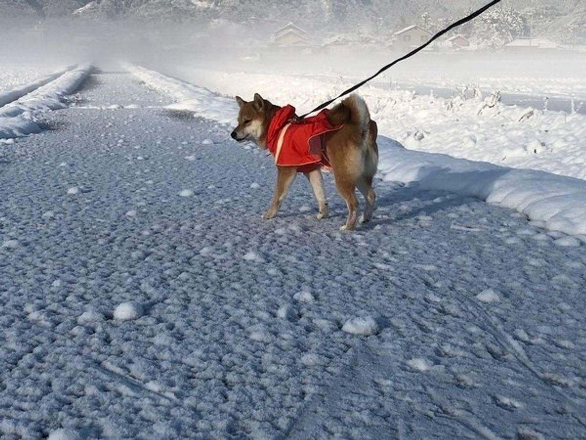 獣医師監修 犬の 誤飲 の対処法とは 最悪の場合は開腹手術や死に至ることも いぬのきもちweb Magazine 獣医師監修 犬の 誤飲 の対処法とは 最悪の場合は開腹手術や死に至ることも いぬのきもちweb Magazine