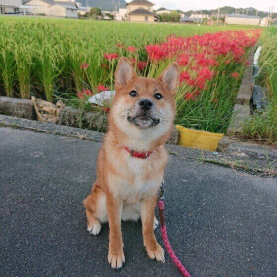 秋に咲く彼岸花(曼珠沙華)は犬が食べると中毒の危険がある? 危険性を獣医師に聞いてみた いぬのきもち