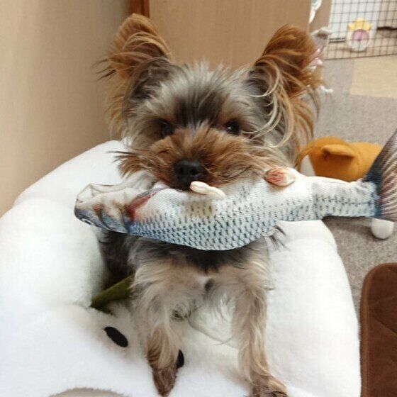 見つめるヨークシャー・テリア