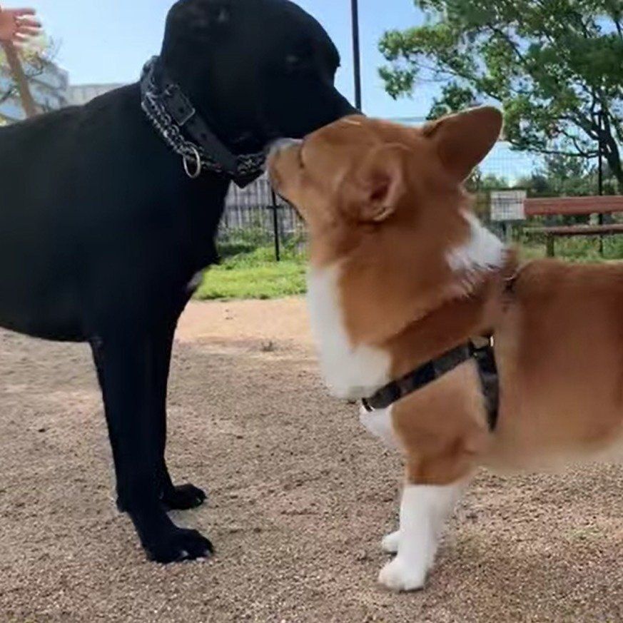 ごあいさつ中のコナン君