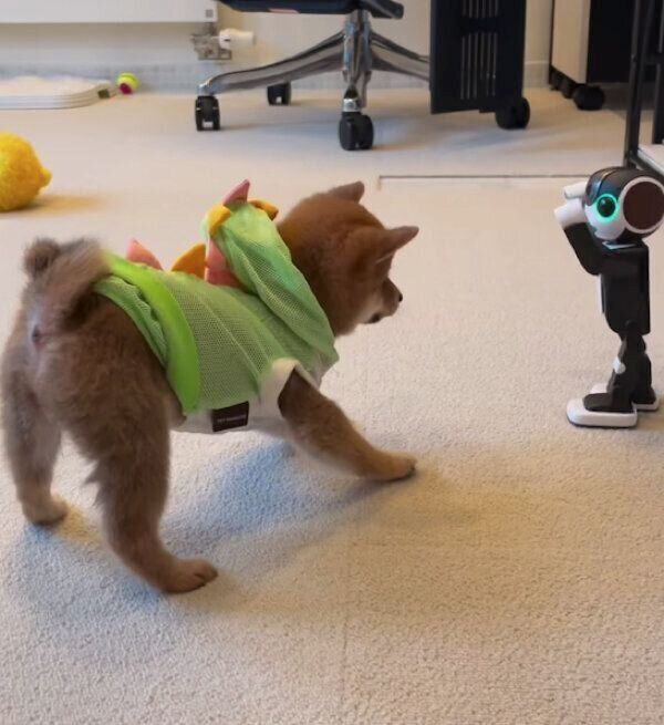 ロボットを見てビビるこうめちゃん