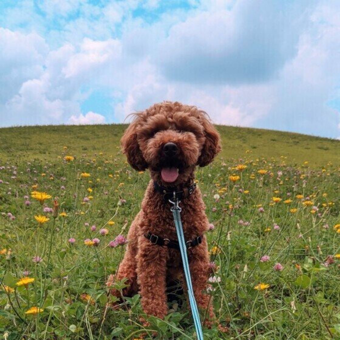 犬は飼い主との お出かけ が好き お出かけを楽しめない犬に考えられる原因を解説 いぬのきもちweb Magazine 犬は飼い主との お出かけ が好き お出かけを楽しめない犬に考えられる原因を解説 いぬのきもちweb Magazine