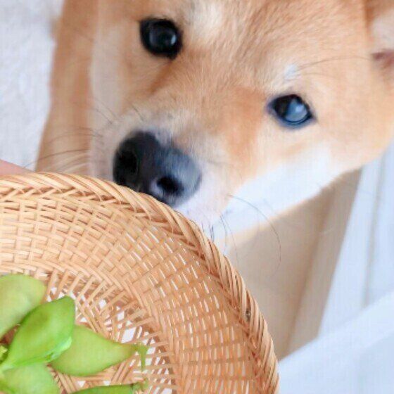 笊に入っている枝豆を仰ぎ見ている柴犬の顔アップ