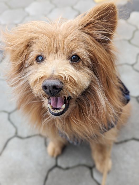 笑顔の犬の写真