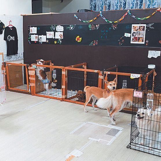 元はショーパブだった物件を改装してシェルターに。幸運にも大家さんが大の愛犬家だったそう