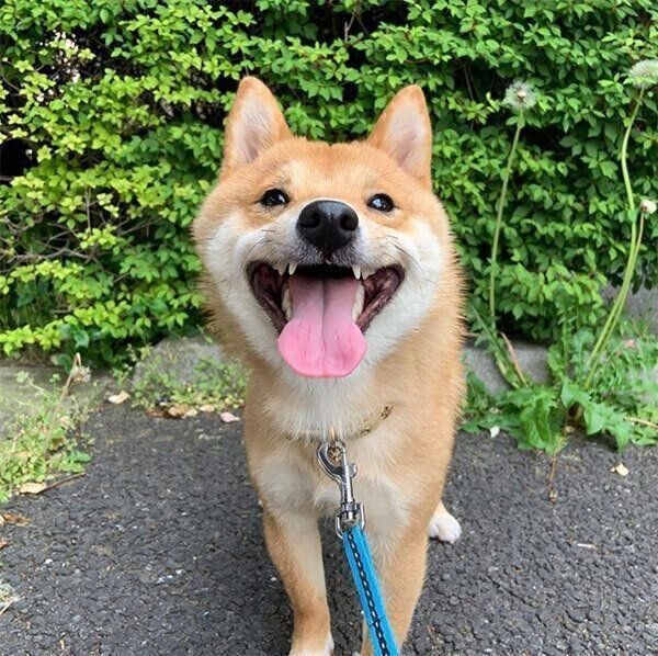 ニコニコするうにくん