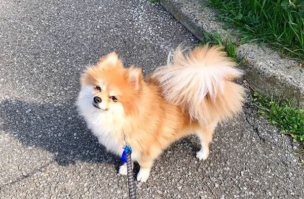 散歩するポメラニアン
