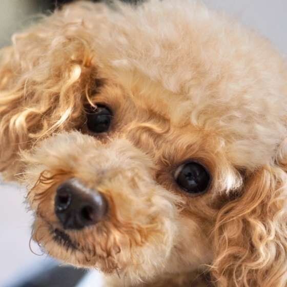 かわいいトイ・プードル