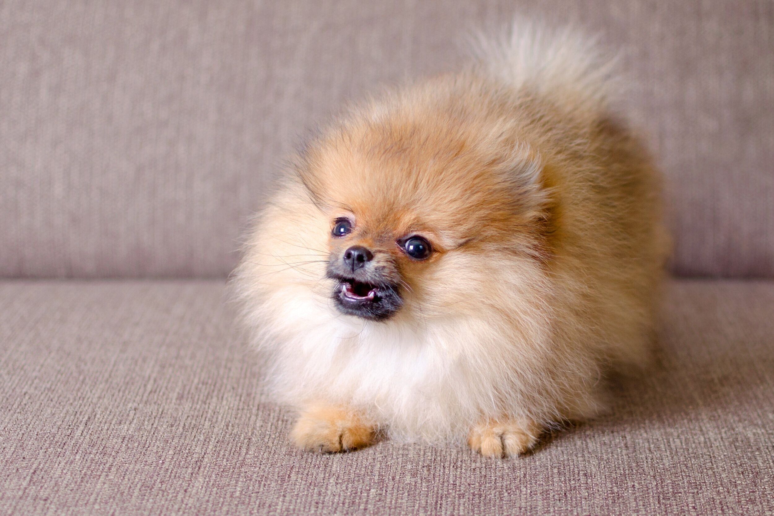 ポメラニアンの子犬
