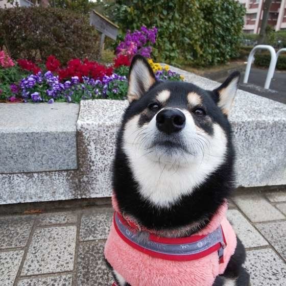 お座りする黒柴