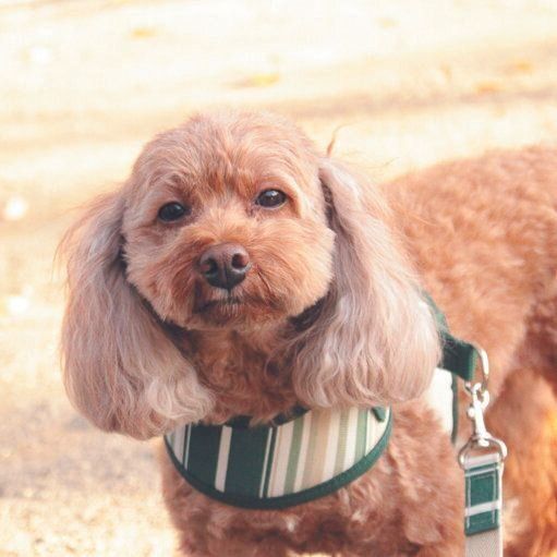目に白い点が見つかった３才の頃のぷりんちゃん