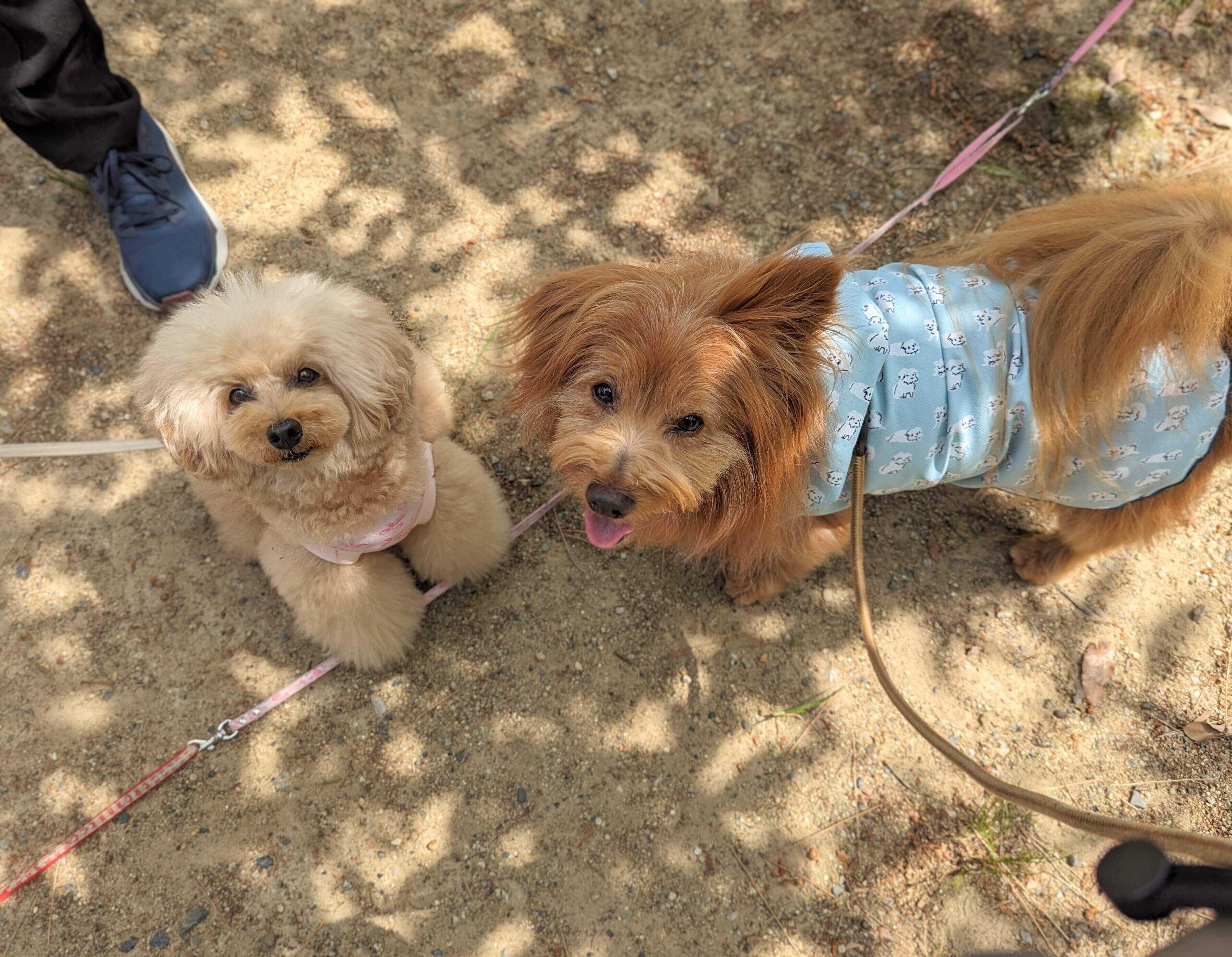 トイプードルとミックス犬の写真