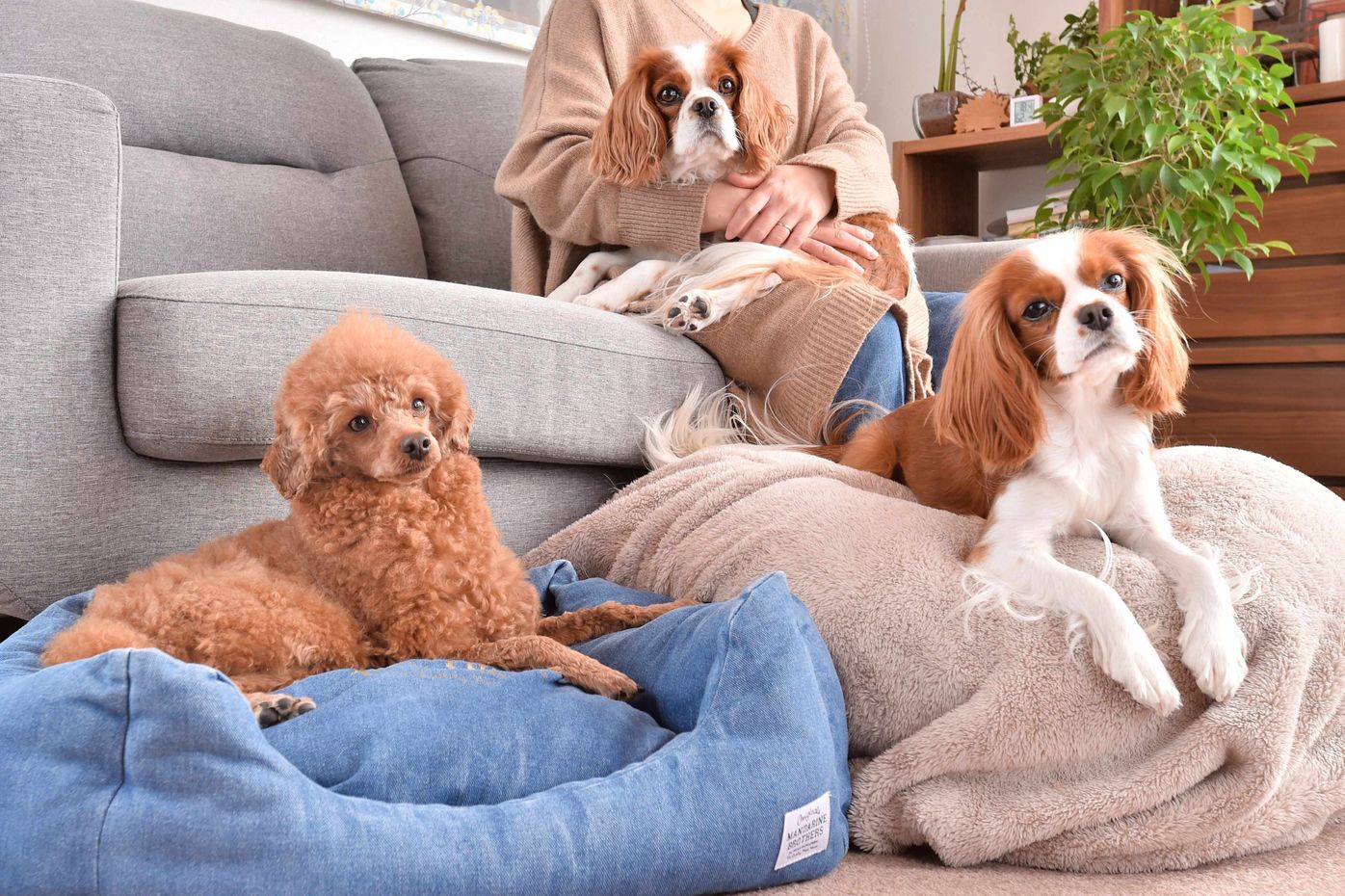 Pr 家族にも犬にもやさしい無香料 無添加で洗浄力も ヤシノミ洗たく洗剤 柔軟剤 豪華3点セットを100名様にプレゼント いぬのきもちweb Magazine Pr 家族にも犬にもやさしい無香料 無添加で洗浄力も ヤシノミ洗たく洗剤 柔軟剤 豪華3点セットを100名様にプレゼント いぬのきもちweb Magazine