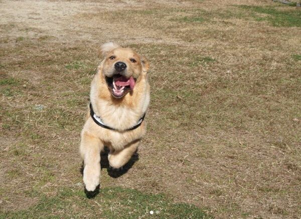 楽しそうに走るむぎくん