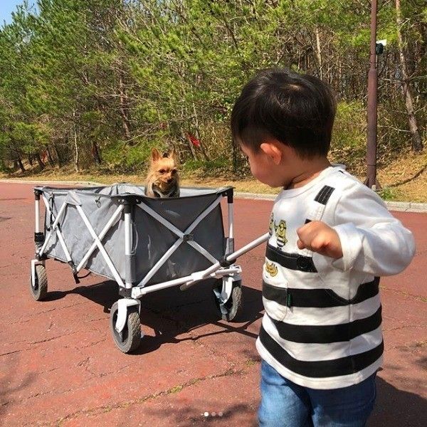 ワンコとアイボ